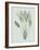 Strelitzia Regina - Celadon-Pierre Joseph Redoute-Framed Giclee Print