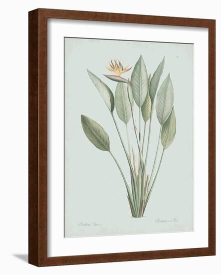 Strelitzia Regina - Celadon-Pierre Joseph Redoute-Framed Giclee Print
