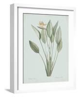 Strelitzia Regina - Celadon-Pierre Joseph Redoute-Framed Giclee Print