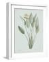 Strelitzia Regina - Celadon-Pierre Joseph Redoute-Framed Giclee Print