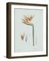 Strelitzia Regina Flos - Celadon-Pierre Joseph Redoute-Framed Giclee Print