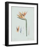 Strelitzia Regina Flos - Celadon-Pierre Joseph Redoute-Framed Giclee Print