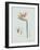 Strelitzia Regina Flos - Celadon-Pierre Joseph Redoute-Framed Giclee Print