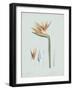 Strelitzia Regina Flos - Celadon-Pierre Joseph Redoute-Framed Giclee Print