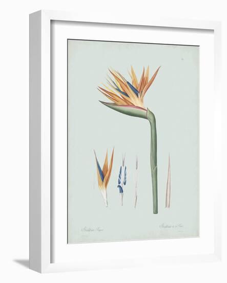 Strelitzia Regina Flos - Celadon-Pierre Joseph Redoute-Framed Giclee Print