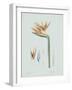 Strelitzia Regina Flos - Celadon-Pierre Joseph Redoute-Framed Giclee Print