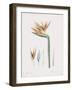 Strelitzia Regina Flos-Pierre Joseph Redoute-Framed Giclee Print