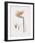 Strelitzia Regina Flos-Pierre Joseph Redoute-Framed Giclee Print