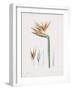 Strelitzia Regina Flos-Pierre Joseph Redoute-Framed Giclee Print