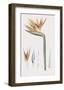 Strelitzia Regina Flos-Pierre Joseph Redoute-Framed Art Print