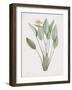 Strelitzia Regina-Pierre Joseph Redoute-Framed Giclee Print