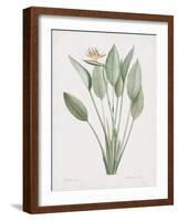 Strelitzia Regina-Pierre Joseph Redoute-Framed Giclee Print