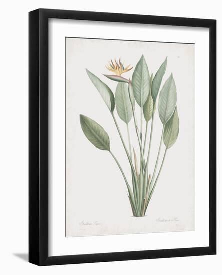 Strelitzia Regina-Pierre Joseph Redoute-Framed Giclee Print