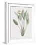 Strelitzia Regina-Pierre Joseph Redoute-Framed Giclee Print