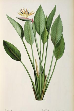 https://imgc.allpostersimages.com/img/posters/strelitzia-reginae-from-les-strelitziaceae_u-L-Q1HHT0P0.jpg?artPerspective=n