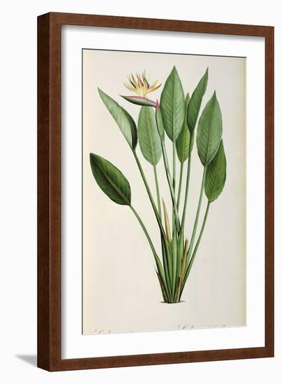 Strelitzia Reginae, from 'Les Strelitziaceae'-Pierre-Joseph Redouté-Framed Giclee Print