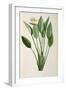 Strelitzia Reginae, from 'Les Strelitziaceae'-Pierre-Joseph Redouté-Framed Giclee Print