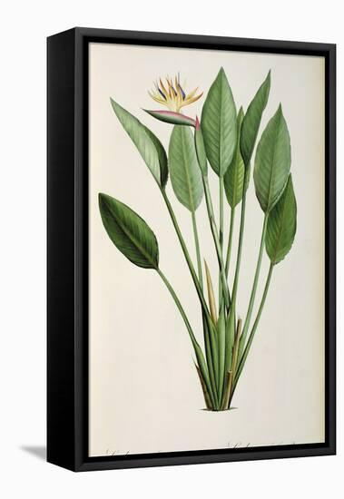 Strelitzia Reginae, from 'Les Strelitziaceae'-Pierre-Joseph Redouté-Framed Stretched Canvas