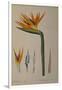 Strelitzia Reginae, from "Les Strelitziacees"-Pierre-Joseph Redouté-Framed Giclee Print