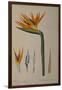 Strelitzia Reginae, from "Les Strelitziacees"-Pierre-Joseph Redouté-Framed Giclee Print