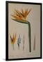 Strelitzia Reginae, from "Les Strelitziacees"-Pierre-Joseph Redouté-Framed Giclee Print