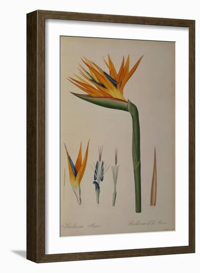 Strelitzia Reginae, from "Les Strelitziacees"-Pierre-Joseph Redouté-Framed Giclee Print