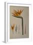 Strelitzia Reginae, from "Les Strelitziacees"-Pierre-Joseph Redouté-Framed Giclee Print