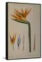 Strelitzia Reginae, from "Les Strelitziacees"-Pierre-Joseph Redouté-Framed Stretched Canvas