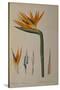 Strelitzia Reginae, from "Les Strelitziacees"-Pierre-Joseph Redouté-Stretched Canvas