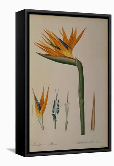 Strelitzia Reginae, from "Les Strelitziacees"-Pierre-Joseph Redouté-Framed Stretched Canvas