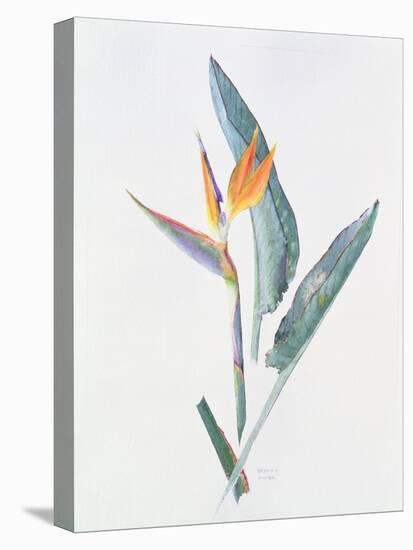 Strelizia, C.1980-Brenda Moore-Stretched Canvas