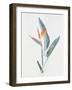 Strelizia, C.1980-Brenda Moore-Framed Giclee Print