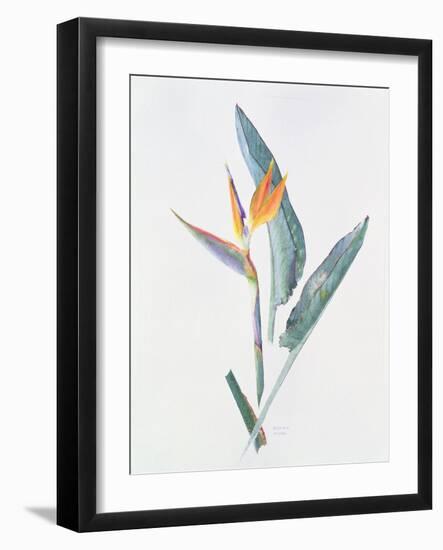 Strelizia, C.1980-Brenda Moore-Framed Giclee Print