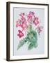 Streptocarpus, C.1985-Brenda Moore-Framed Giclee Print