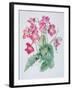 Streptocarpus, C.1985-Brenda Moore-Framed Giclee Print