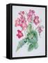 Streptocarpus, C.1985-Brenda Moore-Framed Stretched Canvas