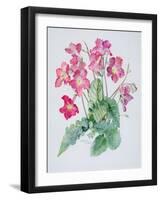 Streptocarpus, C.1985-Brenda Moore-Framed Giclee Print