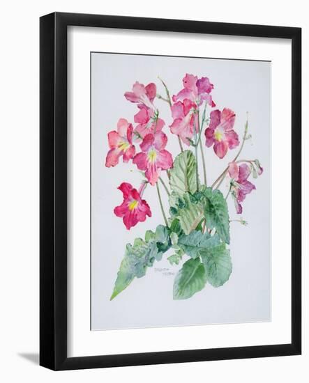 Streptocarpus, C.1985-Brenda Moore-Framed Giclee Print