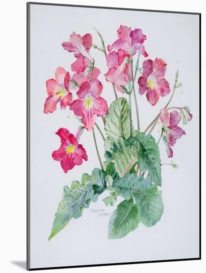 Streptocarpus, C.1985-Brenda Moore-Mounted Giclee Print