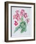 Streptocarpus, C.1985-Brenda Moore-Framed Giclee Print