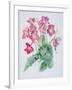 Streptocarpus, C.1985-Brenda Moore-Framed Giclee Print