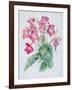 Streptocarpus, C.1985-Brenda Moore-Framed Giclee Print