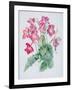 Streptocarpus, C.1985-Brenda Moore-Framed Giclee Print