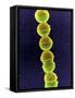 Streptococcus Bacteria, SEM-Tina Carvalho-Framed Stretched Canvas