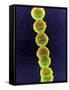 Streptococcus Bacteria, SEM-Tina Carvalho-Framed Stretched Canvas