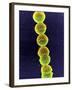 Streptococcus Bacteria, SEM-Tina Carvalho-Framed Photographic Print