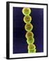 Streptococcus Bacteria, SEM-Tina Carvalho-Framed Photographic Print