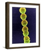 Streptococcus Bacteria, SEM-Tina Carvalho-Framed Photographic Print