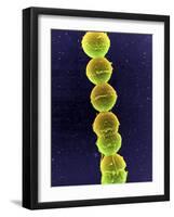 Streptococcus Bacteria, SEM-Tina Carvalho-Framed Photographic Print