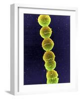 Streptococcus Bacteria, SEM-Tina Carvalho-Framed Photographic Print